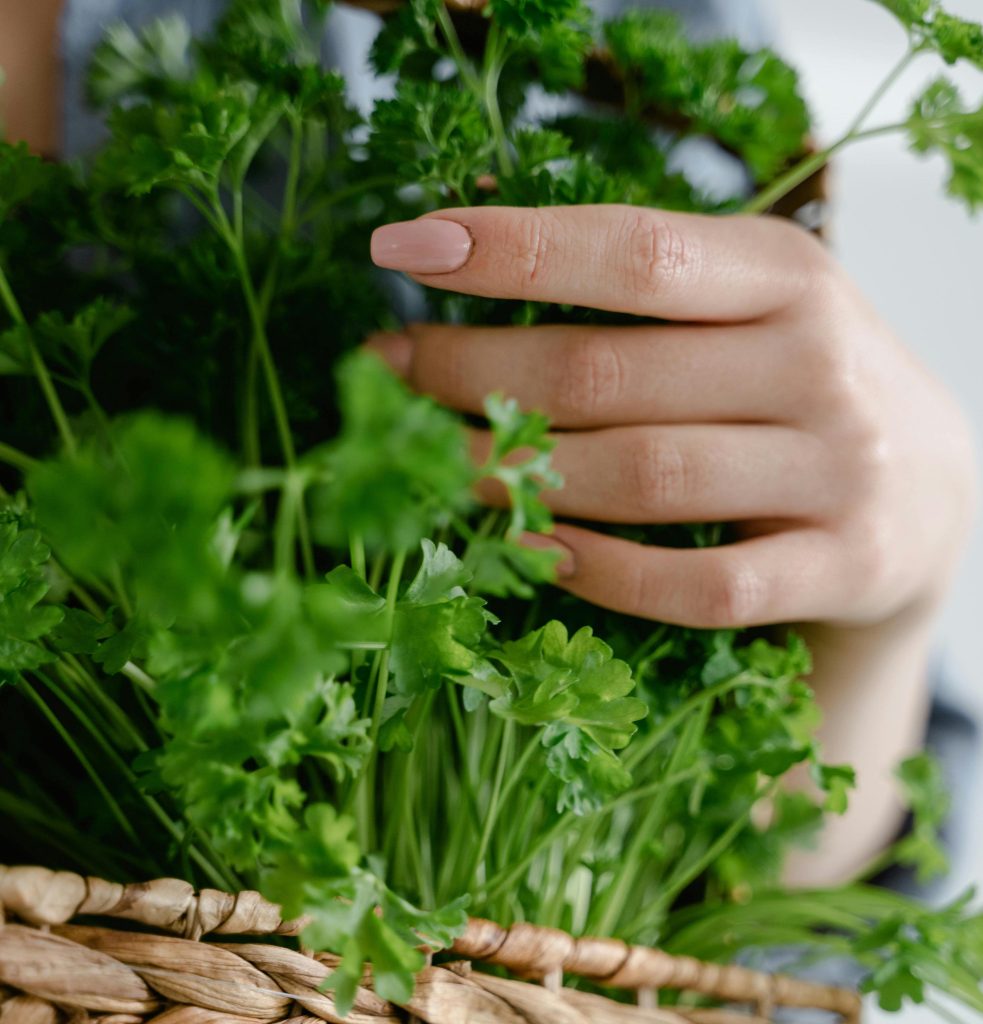 parsley plant in basket with woman's hand